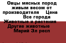 Овцы мясных пород живым весом от производителя. › Цена ­ 110 - Все города Животные и растения » Другие животные   . Марий Эл респ.